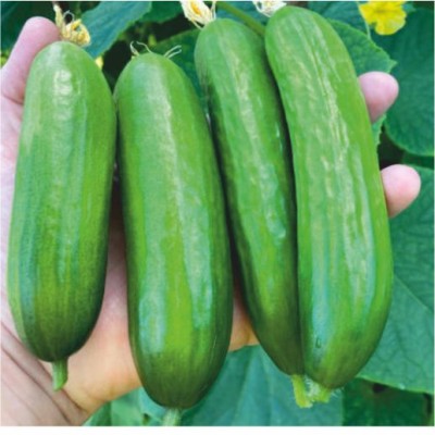 HY CUCUMBER RAJITHA